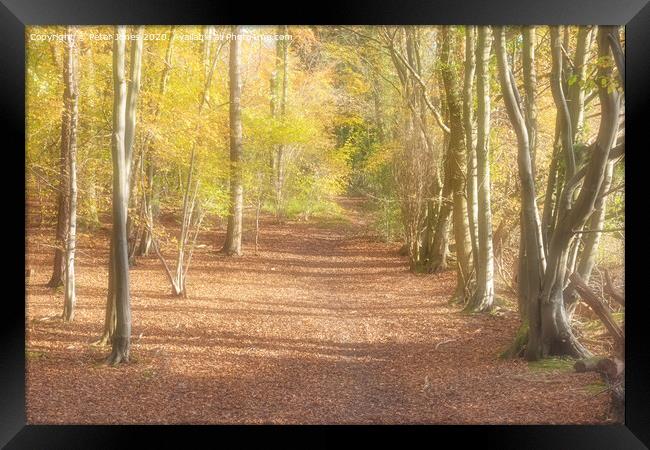 Autumn Glade. Framed Print by Peter Jones