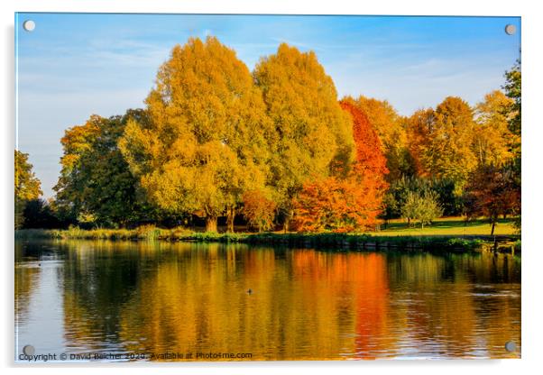 Autumn reflections Acrylic by David Belcher