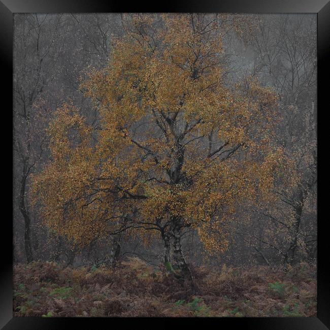 Autumnal Silver Birch Framed Print by Paul Andrews