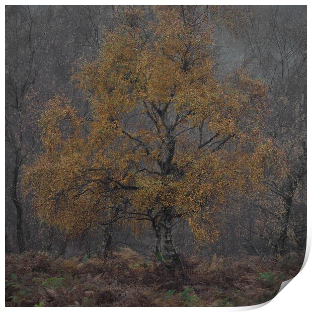 Autumnal Silver Birch Print by Paul Andrews