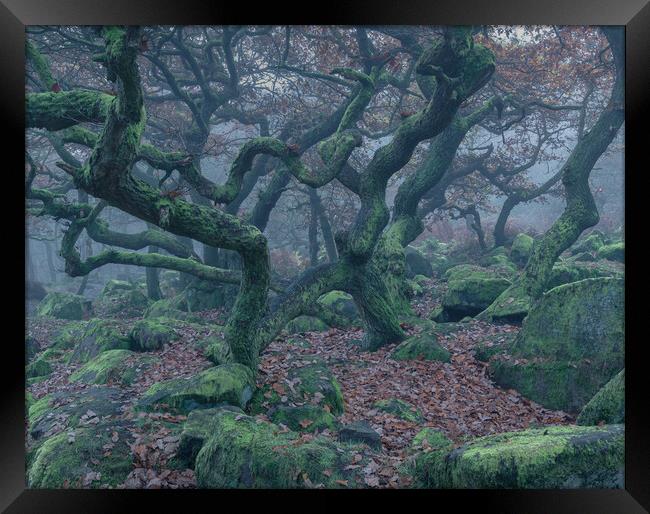 Spooky Oak Trees Framed Print by Paul Andrews