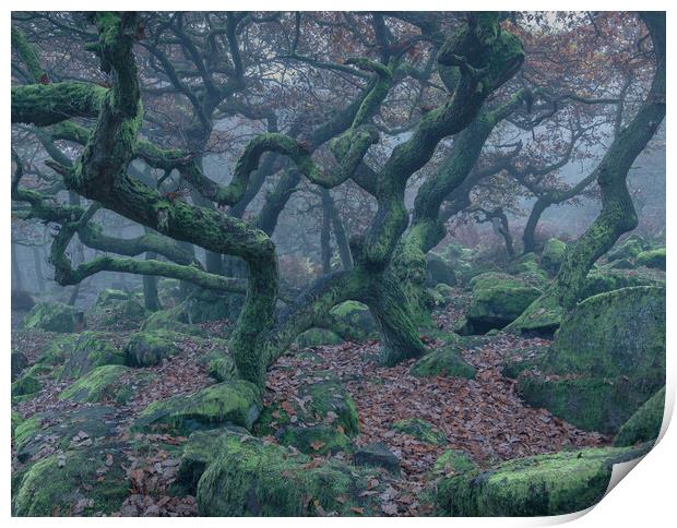 Spooky Oak Trees Print by Paul Andrews