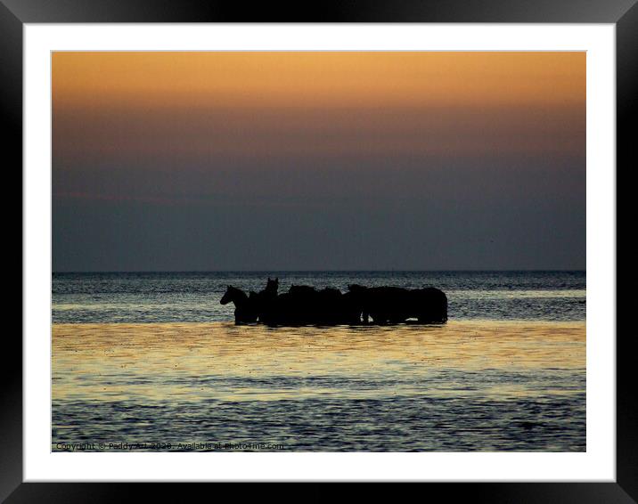 Crofty Ponies at High Tide Framed Mounted Print by Paddy Art