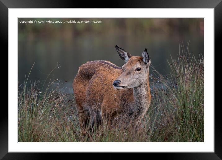Deer having a rest Framed Mounted Print by Kevin White