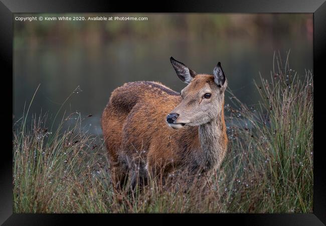 Deer having a rest Framed Print by Kevin White