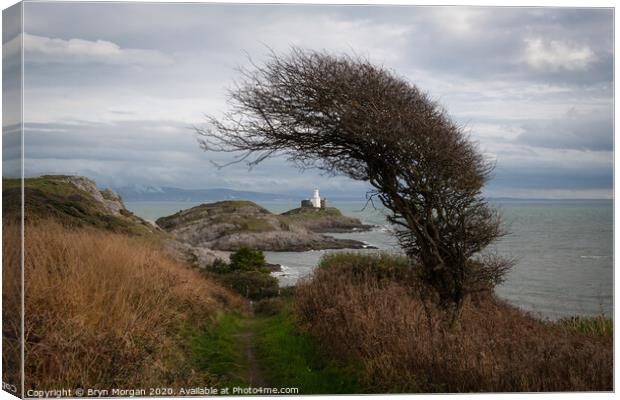 Mumbles lighthouse framed with a wind bent Hawthorne tree Canvas Print by Bryn Morgan