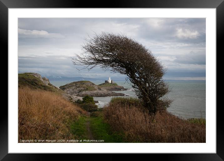 Mumbles lighthouse framed with a wind bent Hawthorne tree Framed Mounted Print by Bryn Morgan