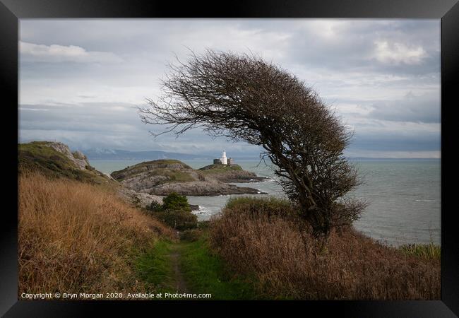 Mumbles lighthouse framed with a wind bent Hawthorne tree Framed Print by Bryn Morgan
