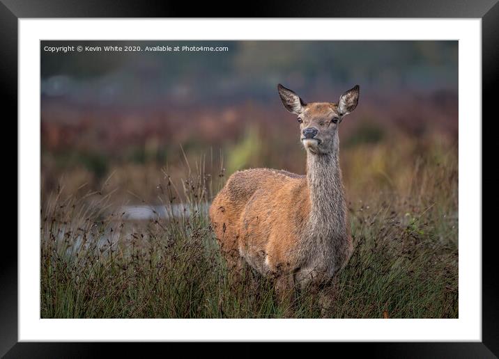 Deer keeping a look out Framed Mounted Print by Kevin White
