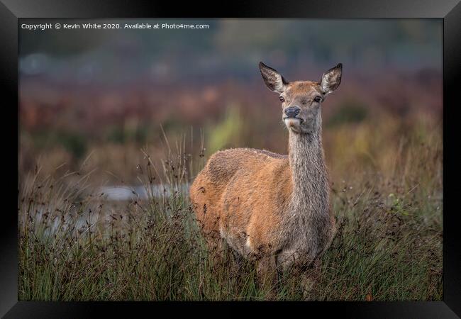 Deer keeping a look out Framed Print by Kevin White