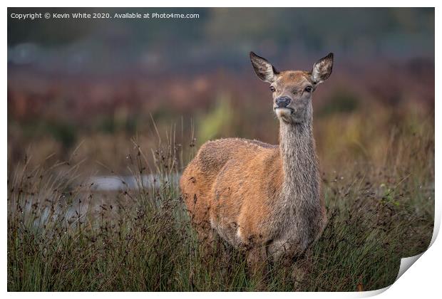 Deer keeping a look out Print by Kevin White