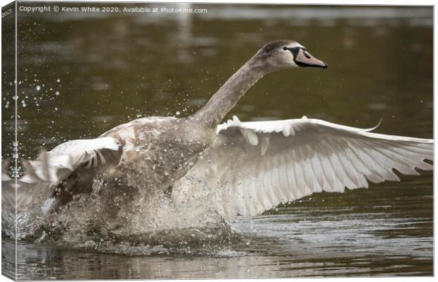 Young swan Canvas Print by Kevin White