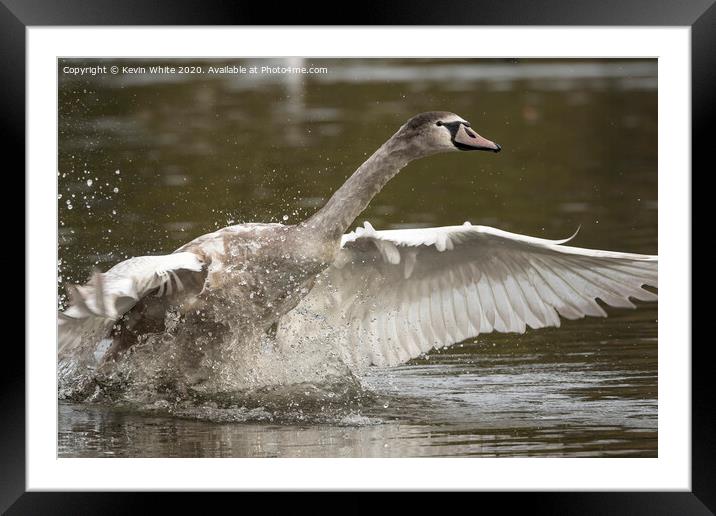 Young swan Framed Mounted Print by Kevin White