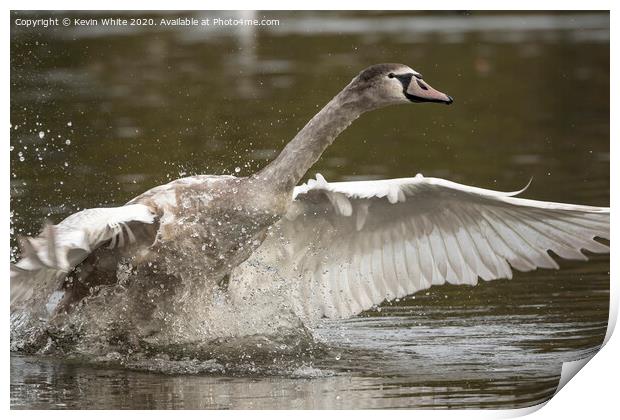 Young swan Print by Kevin White