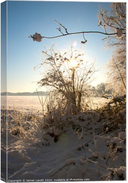 Snow Soaked Branches Canvas Print by James Lavott