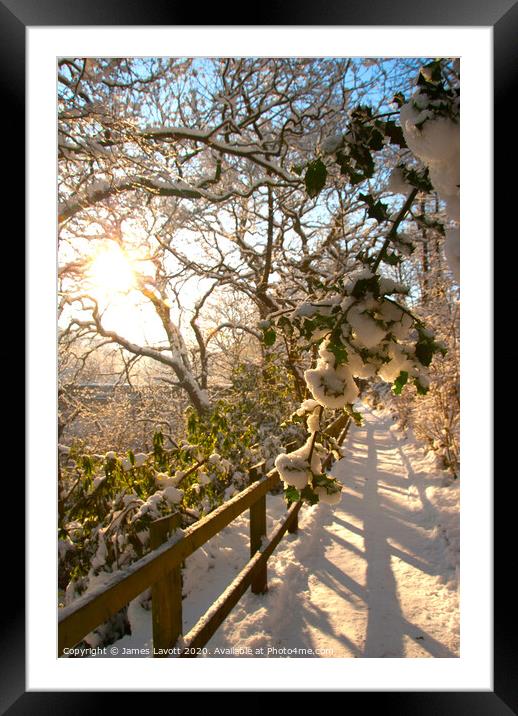 Snow Soaked Branches At Sunrise Framed Mounted Print by James Lavott