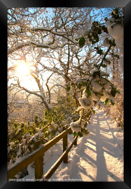 Snow Soaked Branches At Sunrise Framed Print by James Lavott