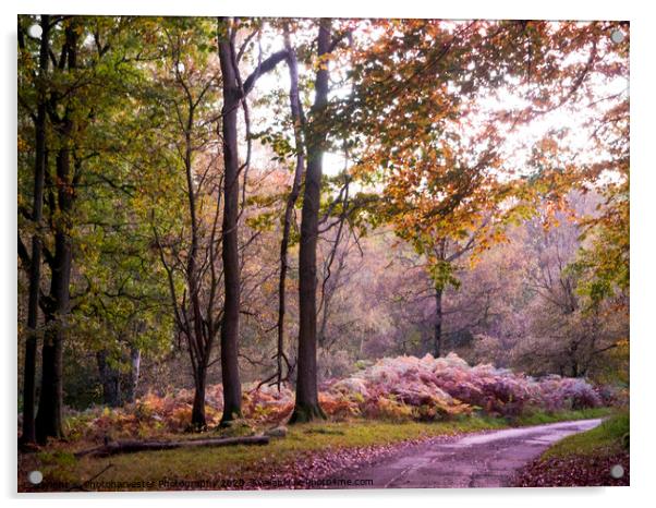 Ashridge in Autumn Acrylic by Elizabeth Debenham