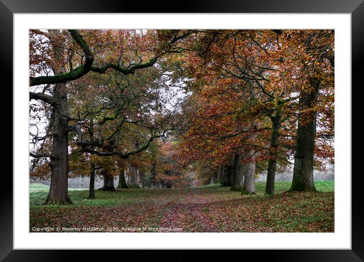 Levens oak tree lined avenue Framed Mounted Print by Beverley Middleton