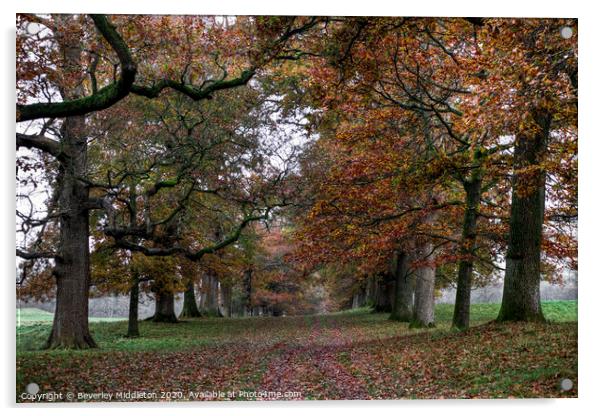 Levens oak tree lined avenue Acrylic by Beverley Middleton