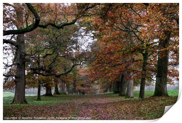 Levens oak tree lined avenue Print by Beverley Middleton