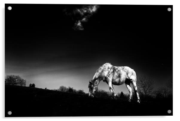 Horse  Acrylic by david harding