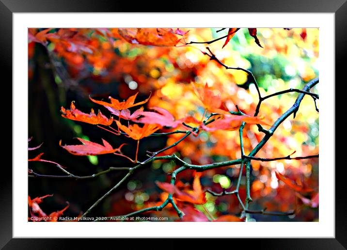 Japanese maple Tree Framed Mounted Print by Radka  Myslikova