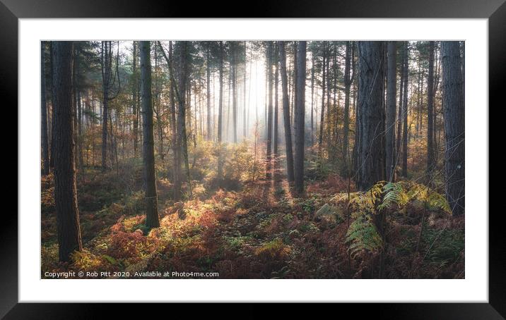 Delamere Forest Misty Morning Framed Mounted Print by Rob Pitt