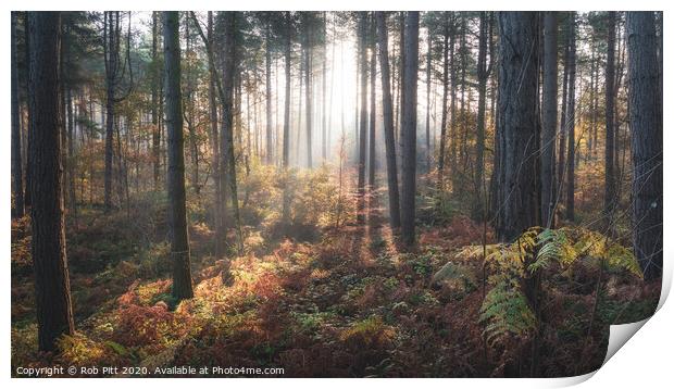 Delamere Forest Misty Morning Print by Rob Pitt