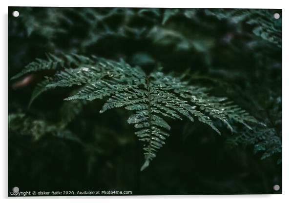Plant leaves Acrylic by olsker Batle