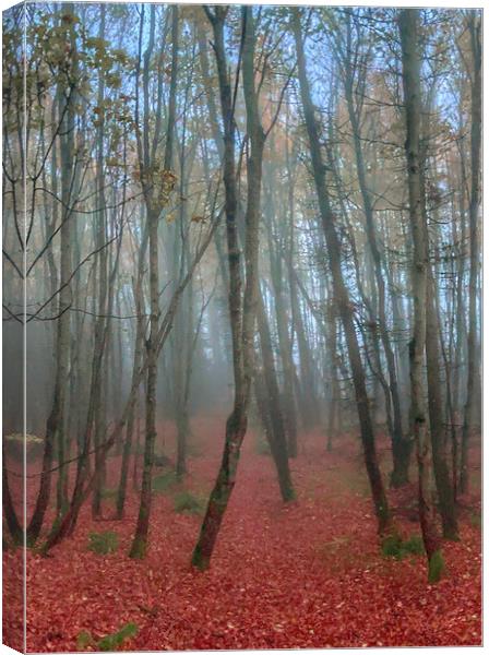 Into the Woods Canvas Print by Alan Simpson