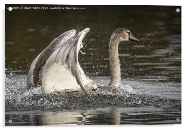 Juvenile Swan Acrylic by Kevin White