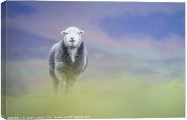 Happy Herdwick sheep standing on the hill Canvas Print by Sorcha Lewis