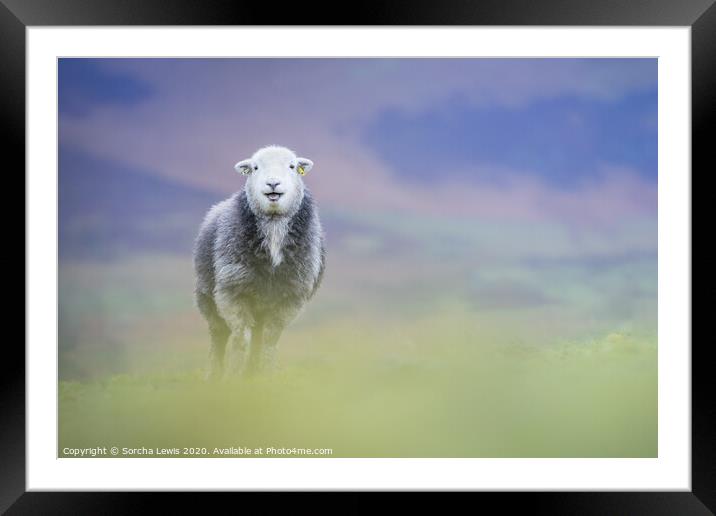 Happy Herdwick sheep standing on the hill Framed Mounted Print by Sorcha Lewis