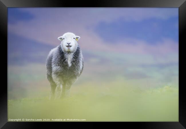 Happy Herdwick sheep standing on the hill Framed Print by Sorcha Lewis