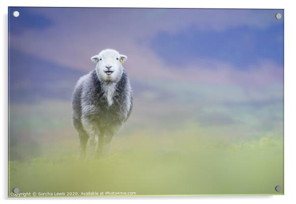 Happy Herdwick sheep standing on the hill Acrylic by Sorcha Lewis