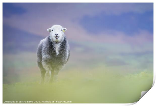 Happy Herdwick sheep standing on the hill Print by Sorcha Lewis