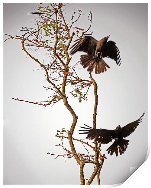 birds on tree Print by Hassan Najmy