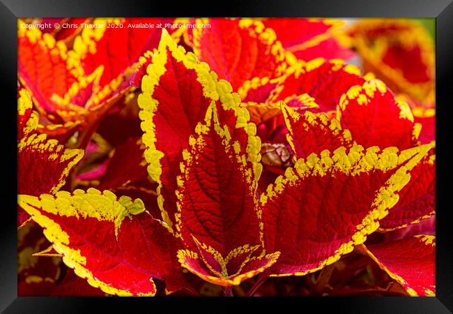 Colourful Coleus Framed Print by Chris Thaxter