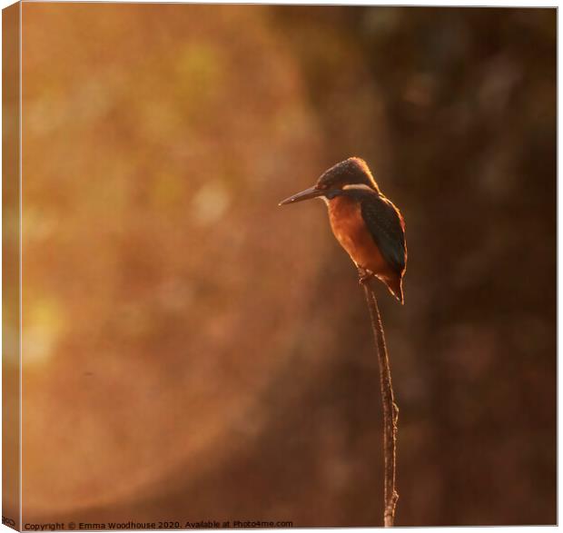 Sunrise Kingfisher Canvas Print by Emma Woodhouse