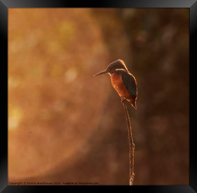 Sunrise Kingfisher Framed Print by Emma Woodhouse