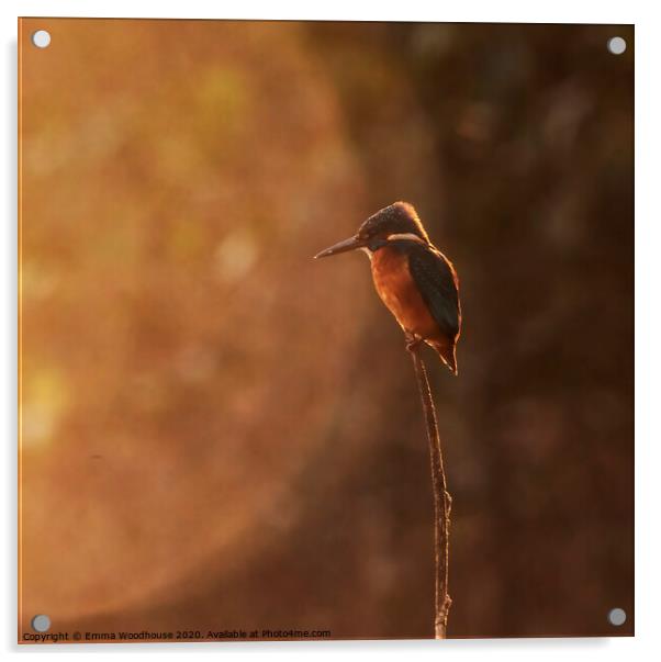 Sunrise Kingfisher Acrylic by Emma Woodhouse