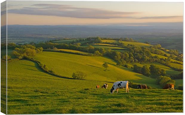 Fields and Cows in Devon Canvas Print by Pete Hemington