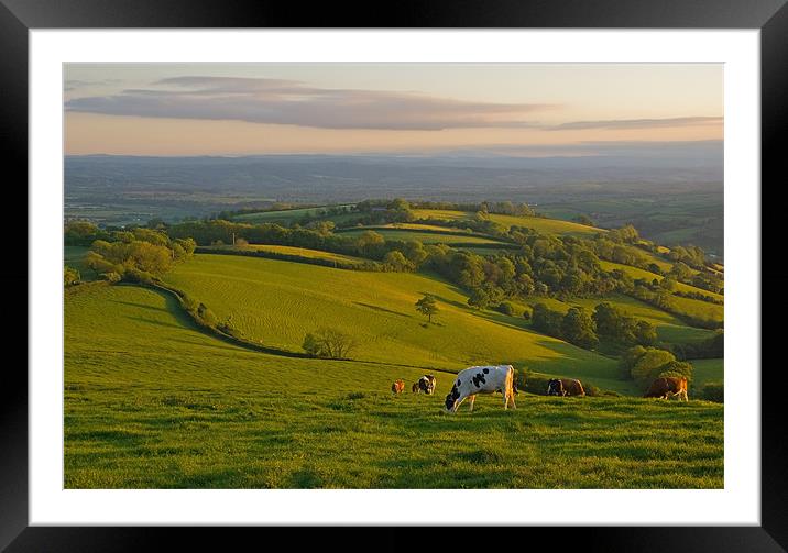 Fields and Cows in Devon Framed Mounted Print by Pete Hemington