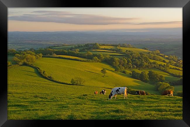 Fields and Cows in Devon Framed Print by Pete Hemington