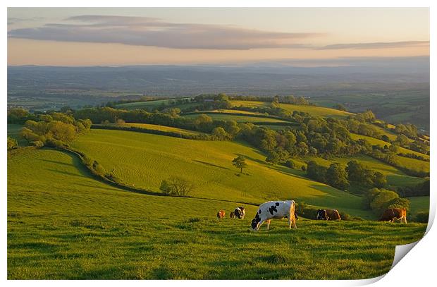 Fields and Cows in Devon Print by Pete Hemington