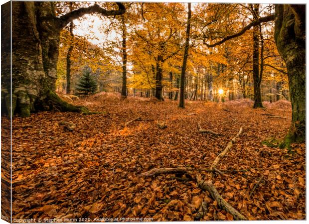 Dawn Autumn trees Canvas Print by Stephen Munn