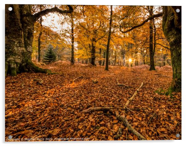 Dawn Autumn trees Acrylic by Stephen Munn