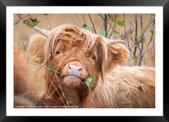 Highland cow with alder Framed Mounted Print by Sorcha Lewis
