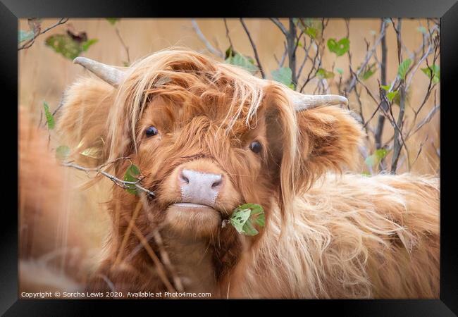 Highland cow with alder Framed Print by Sorcha Lewis